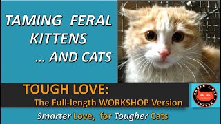 Taming Feral Kittens and Cats