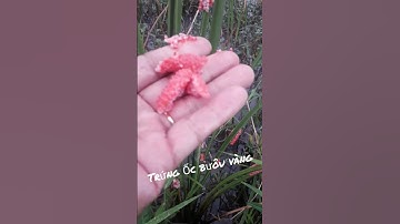 bên trong trứng ốc bươu vàng.#shortsvideo