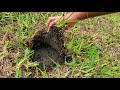 Root rot in St. Augustine grass.