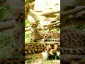 cheetah can&#39;t roar | cheetah vs lion