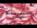 DIY Rose Hydrosol/Oil Distillation at home enjoy the benefits of plants extraction in aromatherapy.