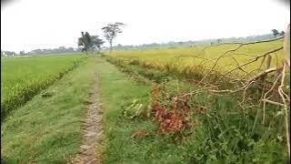 Story WA  perjalanan di sawah | Dere - Kota