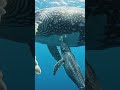 Mother Blue Whale 🐋 Feeding Milk in a baby Whale 🐋 ❤️❤️❤️