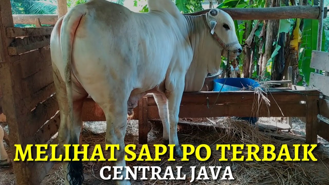 Sapi PO KEBUMEN - YouTube