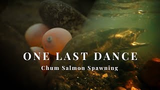 サケの産卵 最期の舞い ONE LAST DANCE | Chum Salmon Spawning | 4Kショートドキュメンタリー