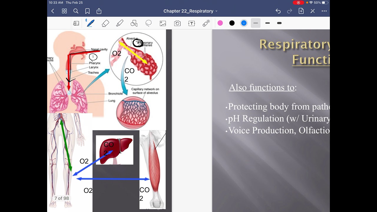 Respiratory System: Part 1