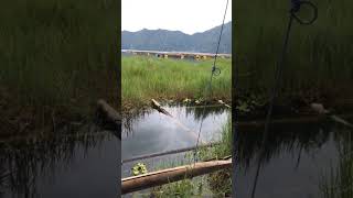 Spot Ikan Mujair Babon di Danau Batur #shorts