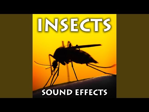 Watch Grasshoppers and Crickets Buzz on YouTube