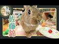 🐰ご視聴者様から美味しいさくらんぼ🍒をいただきました❣🎁【 ウサギのちゃび 】 2026年6月12日