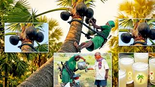 Customary Tadi Thatikallu Toddy Palm Sap Collection Process | Fresh Neera Juice Benefits!