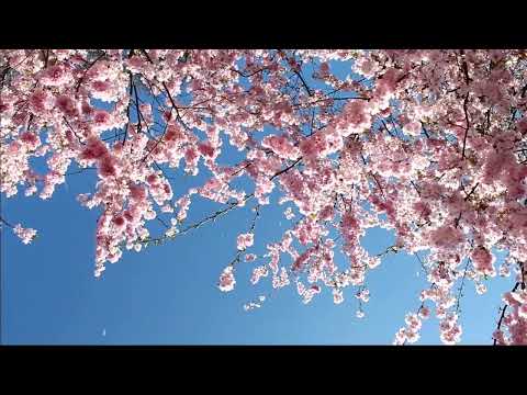 Reverie - Sarah Kinsley (Piano & String Instrumental) 