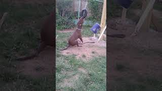 Koko 9 Months On Spring Pole