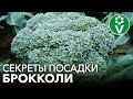 БРОККОЛИ ВСЕМ НА ЗАВИСТЬ! Главные правила посадки и подкормки брокколи для крупных головок