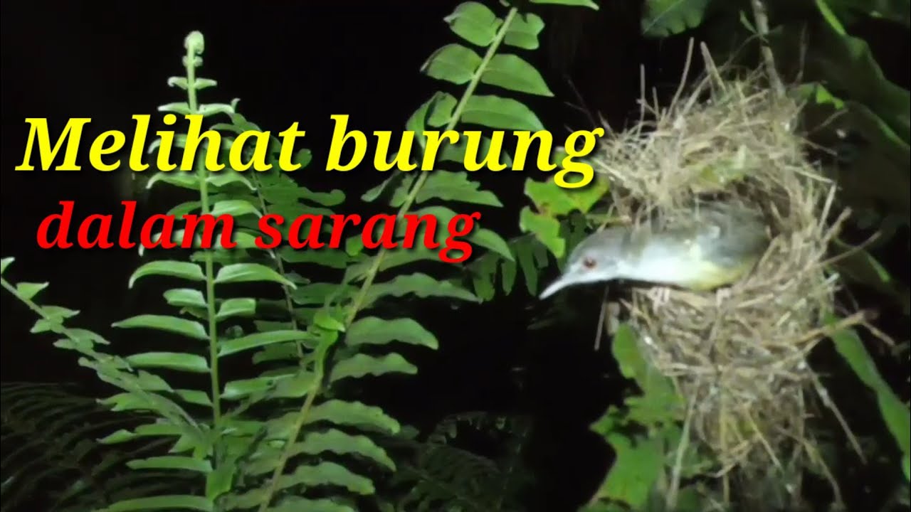 Melihat burung dalam sarang 