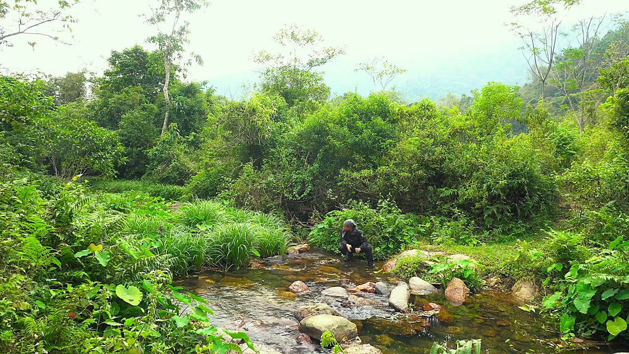 Man Surviving 72 Hours in the Jungle: Building Shelter, Catching Bees, Fishing, and Cooking