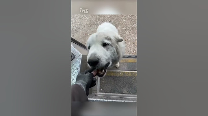 Delivery driver gives dogs treats at every stop 👏