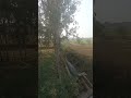 my poultry farm view