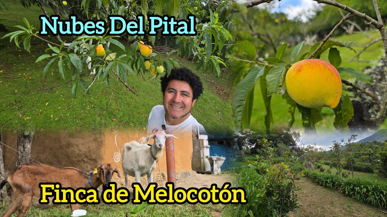 Los Melocotones en Chalatenango, EL SALVADOR Finca Nubes del Pital, Producción 2025.