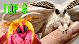 Top 6 CUTEST MOTHS!