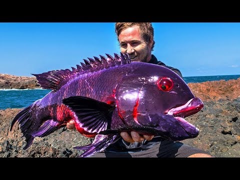 فيديو: أكثر الأسماك المدهشة في العالم