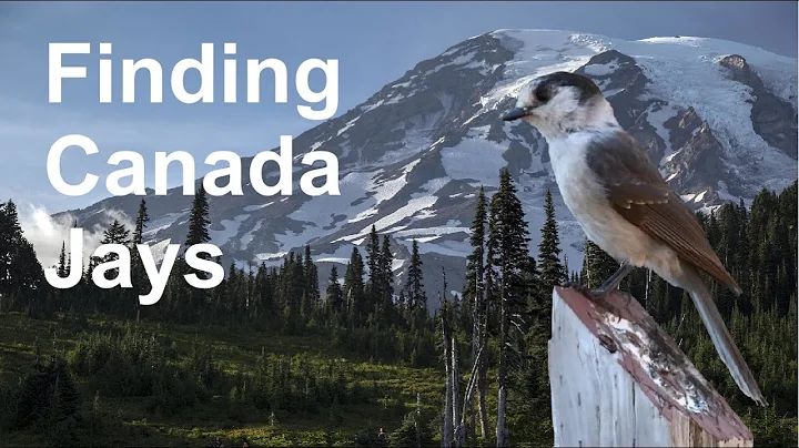 Finding Birds: Canada Jays in the West
