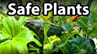 What plants to use for a chameleon cage