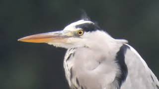 【野鳥観察】アオサギ13GreyHeron