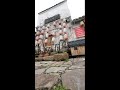 Cat Camera POV Live | Outdoor Cat Walk and Exploration