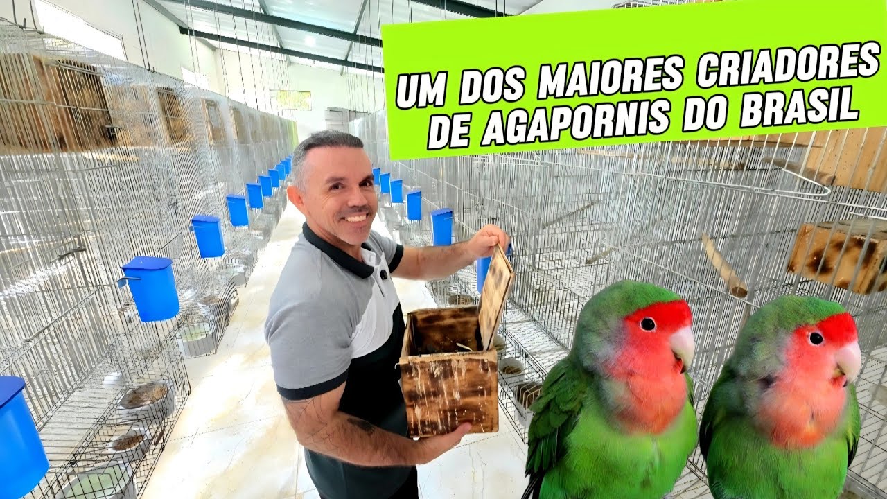 Conhecendo o Gigante dos Agapornis: A Criação de Danilo Gonsales