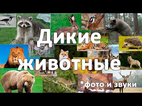 Дикие животные. Звуки.Развивающие видео для детей от года. Часть #2.