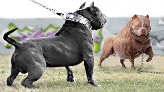 These 10 Dogs are Extremely Muscular