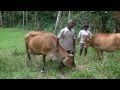 Mahawalatenna Deary Milk Farm