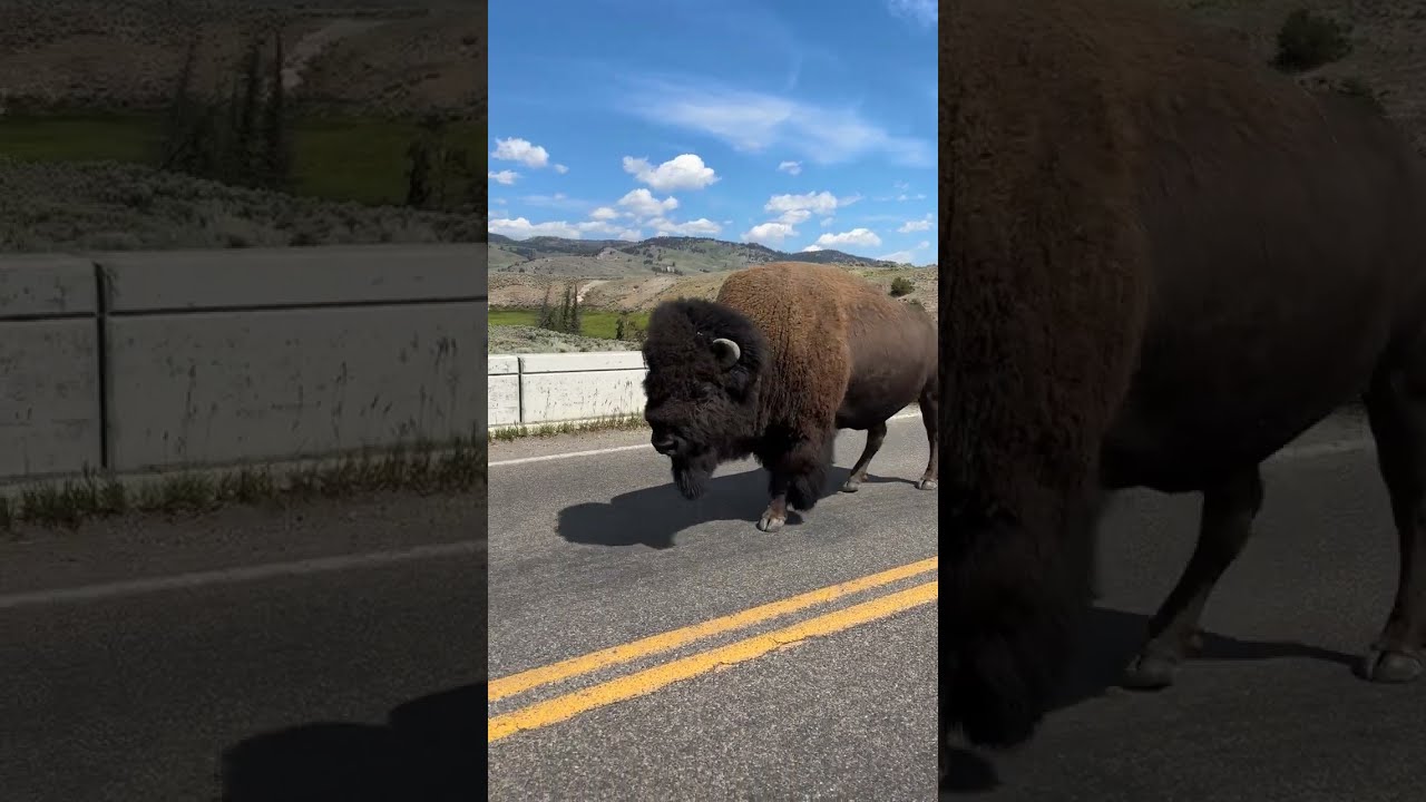 Bison Crossing In Yellowstone National Park ViralHog