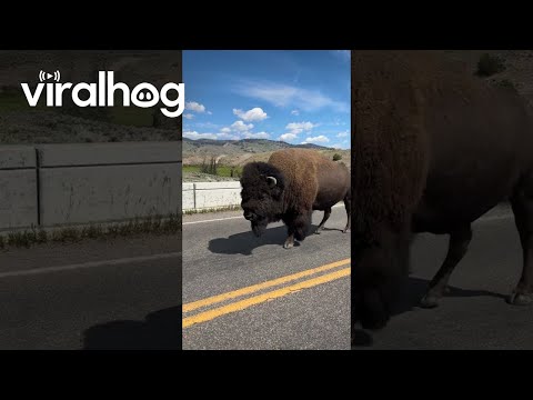 Bison Crossing in Yellowstone National Park || ViralHog
