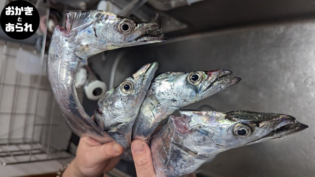 夫婦で太刀魚狩り！ ウキ釣りとルアー釣りで連発 和歌山の有名堤防はめちゃくちゃ熱かった！!