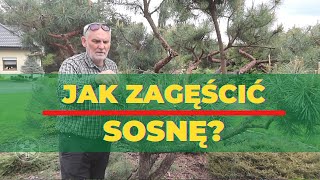 Jak zagęścić sosnę