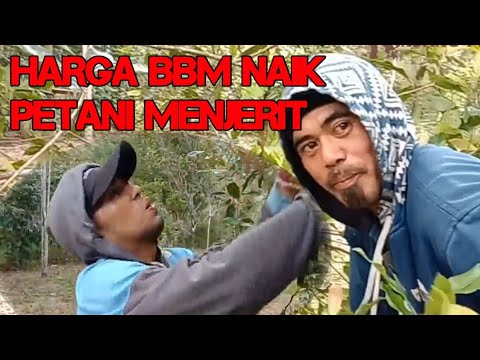 Pendapat Petani Tentang Harga BBM yang naik - YouTube