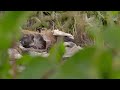 These Researchers Need to Tag a Wild Dog 🐕 Guardians of the Wild | Smithsonian Channel