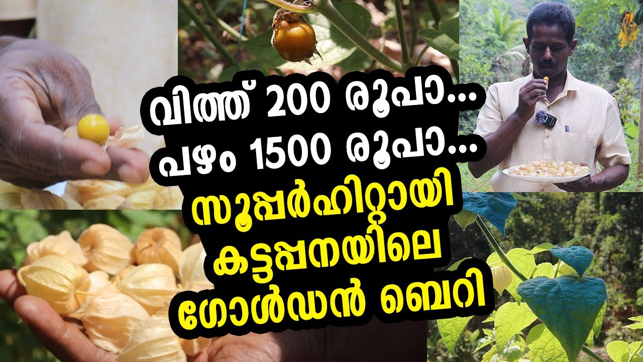ഔഷധഗുണങ്ങൾ പറഞ്ഞാൽ തീരില്ല! പണം നേടുന്ന ഗോൾഡൻ ബെറി കൃഷി Golden Berry Farming Kattapana Farmer Kerala