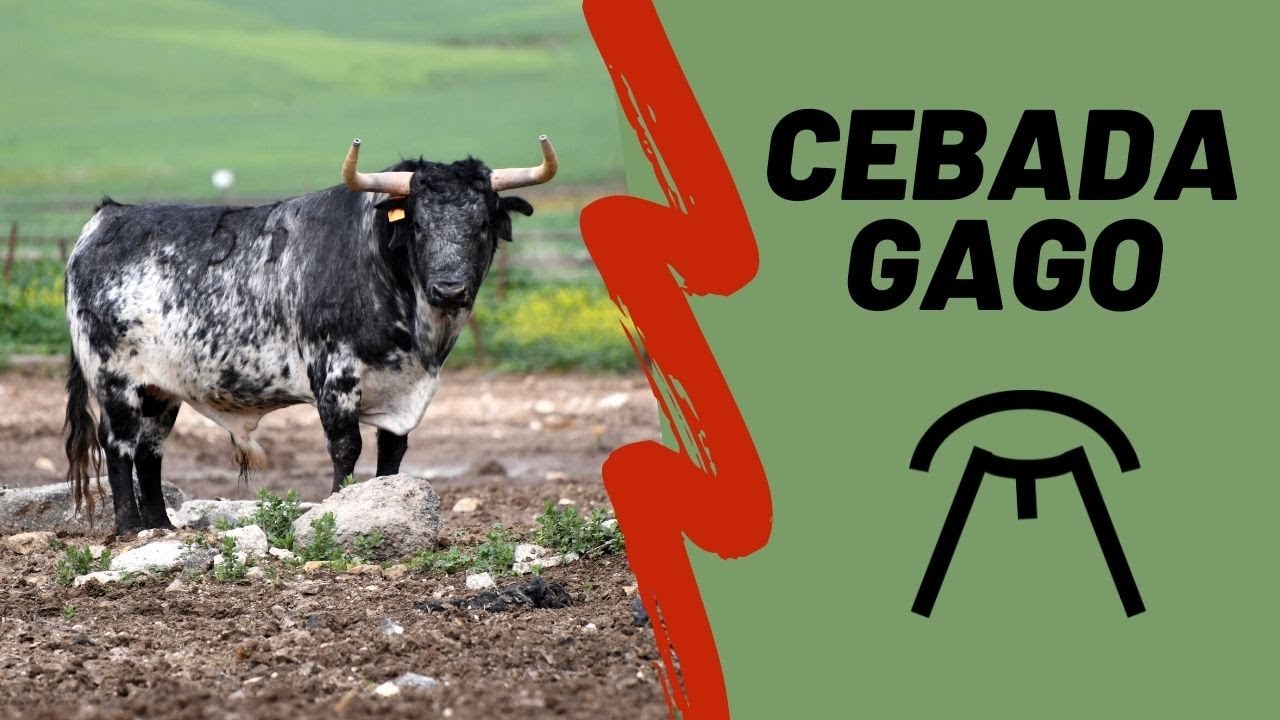 GANADERÍA CEBADA GAGO | TOROS 2022 🐂 (reportaje completo)