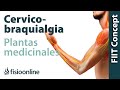 Ceervicobraquialgia derecha - Plantas medicinales y remedios naturales