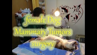 female Dog Mammary Tumors surgery by pet's paradise veterinary clinic 6,286 views 4 years ago 2 minutes, 59 seconds