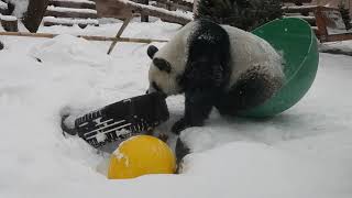 Панда Диндин бушует в снегу