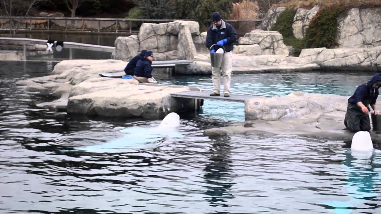 Beluga Training Session