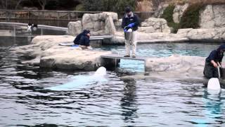 Beluga Training Session