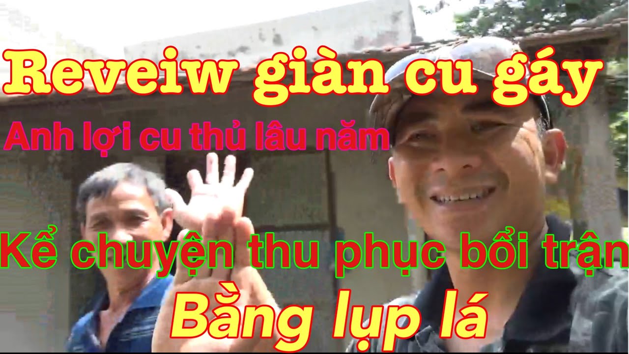 Quay cận cảnh nhà anh lợi cu thủ chơi cu gáy lâu năm và câu chuyện bắt bổi trận bằng lụp lá của anh