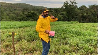 FABRÍCIO E O JEITO EFICIENTE  DE JOGAR UREIA NOS PIQUETES USANDO SÓ AS MÃOS. 👋🐄🔝