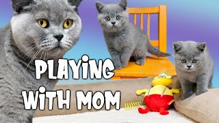 11 Weeks After BirthMommy Kneading Kittens Playing Cute British Shorthair Kittens Cat Videos Funny