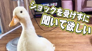 僕はこのアヒルに真実を伝えることができません・・・【コールダックねぎま】