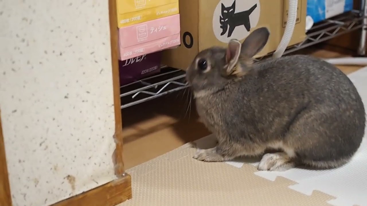 うさぎ、様リクエスト こんな場所も探索！！ - YouTube